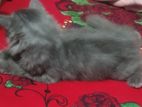 Persian Cat sell