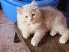 Persian cat