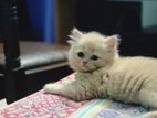 Persian Cat