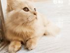 Persian cat