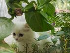 persian cat