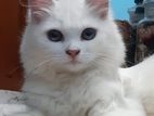 Persian Cat