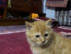 Persian Cat