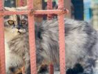 persian cat