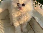 Persian cat