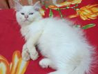 Persian Cat