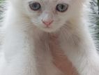 persian cat