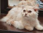Persian cat