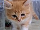 persian cat