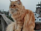 Persian Cat