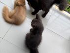 Persian Cat