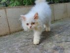 Persian cat