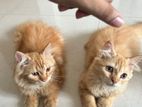 Persian Cat
