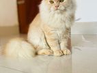 Persian Cat