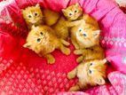 Persian Cat .