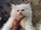 Persian Cat