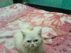 Persian cat