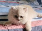 Persian Cat