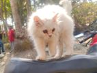 Persian Cat
