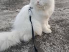 Persian Cat