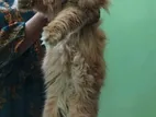 Persian Cat