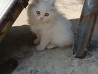 Persian Cat