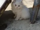 Persian Cat