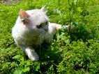 Persian Cat