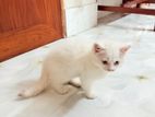 Persian cat