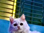 Persian Cat