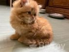 Persian cat