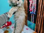 Persian Cat