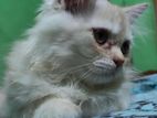 Persian cat