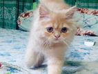 Persian cat