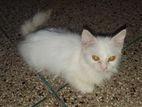 Persian cat for sell