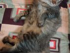 Persian Cat For Sale (Male)