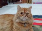 Persian Cat