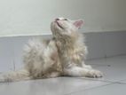 persian cat