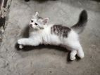 Persian cat for sell