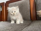 Persian cat