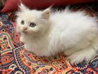 Persian cat