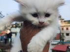 Persian cat