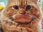 Persian Cat