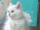 Persian cat
