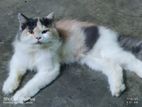 Persian cat