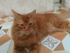 Persian Cat