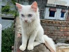 Persian cat