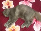 Persian cat