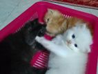Persian Cat