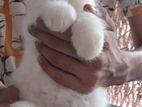 Persian cat